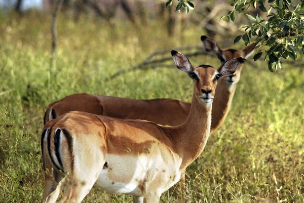 Impalas Hluhluwe Imfolosi Park Sydafrika — Stockfoto