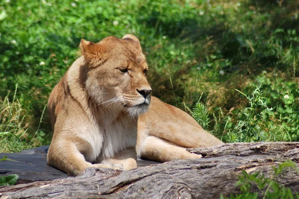 Leão Dos Quatro Grandes Felinos Gênero Panthera Membro Família Felidae — Fotografia de Stock