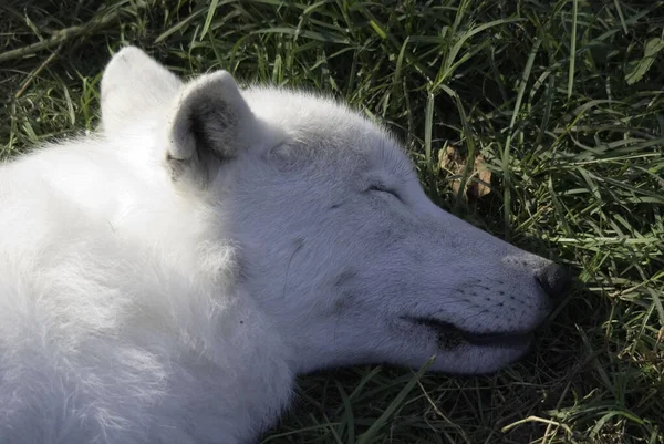 北極オオカミ Arctic Wolf または白狼 Polar White Wolf カナディウス科の哺乳類である灰色狼の亜種である 北極オオカミはカナダの北極 アラスカ — ストック写真