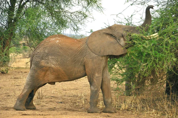 Elefant Amboseli Nationalpark Ehemals Masai Amboseli Wildreservat Liegt Kajiado Distrikt — Stockfoto