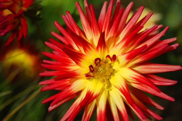 Pétalos Flores Rojas Amarillas Botánica Flora —  Fotos de Stock