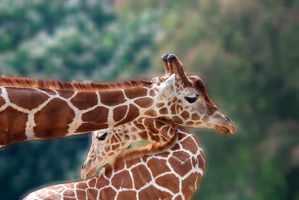 Zsiráf Giraffa Camelopardalis Egy Afrikai Páros Ujjú Patás Emlős Összes — Stock Fotó