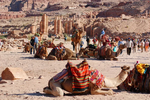 Camellos Desierto Con Turistas Jordania — Foto de Stock