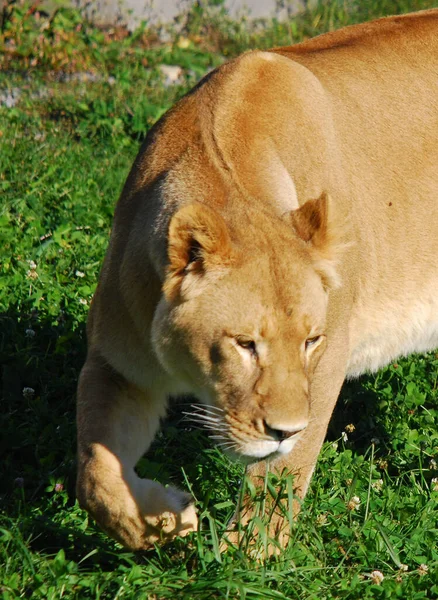 Aslan Panthera Cinsindeki Dört Büyük Kediden Biridir Felidae Familyasının Bir — Stok fotoğraf