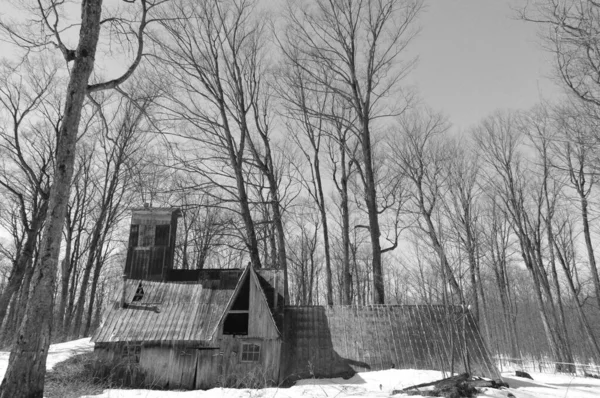 カナダのケベック州で春の季節の間に美しく 老化した砂糖小屋 — ストック写真