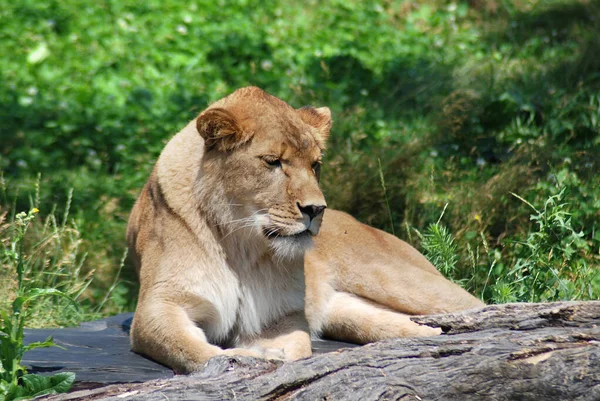 Oroszlán Panthera Nemzetségbe Tartozó Négy Nagymacska Egyike Felidae Család Tagja — Stock Fotó