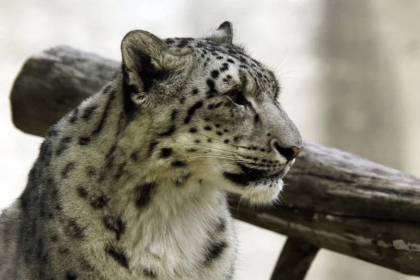 Sneeuwluipaard Een Grote Kat Afkomstig Uit Bergketens Van Centraal Zuid — Stockfoto