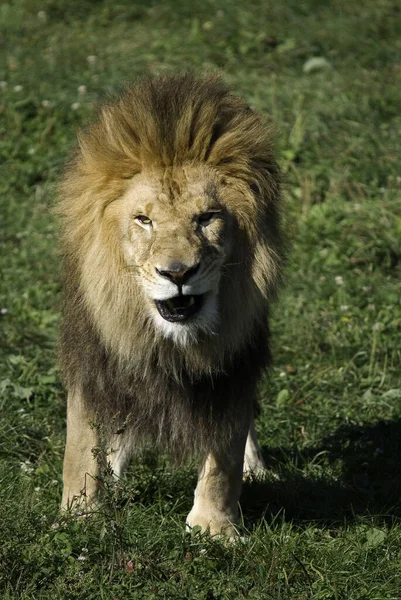 Male Lion Highly Distinctive Male Lion Easily Recognized Its Mane — Stock Photo, Image