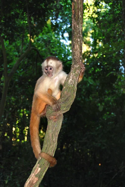 Małpa Drzewie Lesie — Zdjęcie stockowe