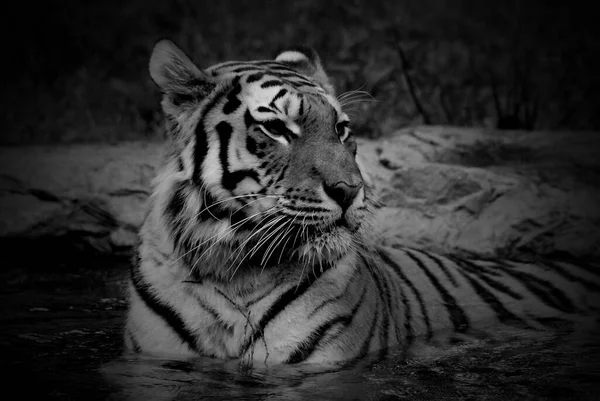 Τίγρης Panthera Tigris Είναι Μεγαλύτερο Είδος Γάτας Είναι Τρίτο Μεγαλύτερο — Φωτογραφία Αρχείου