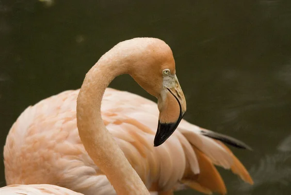 Flamingos Género Ave Família Phoenicopteridae Existem Quatro Espécies Flamingo Nas — Fotografia de Stock