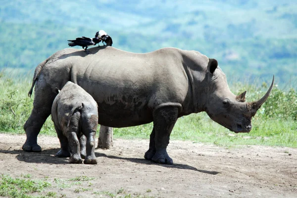 Mutter Und Kalb Nashorn Hluhluwe Imfolosi Park Südafrika — Stockfoto