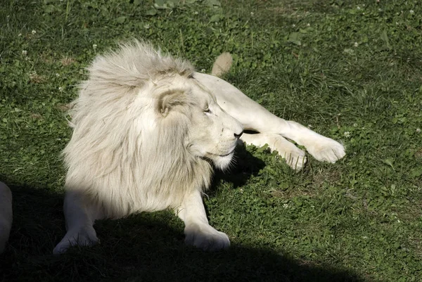 Lion Blanc Est Une Mutation Rare Couleur Lion Jusqu 2009 — Photo