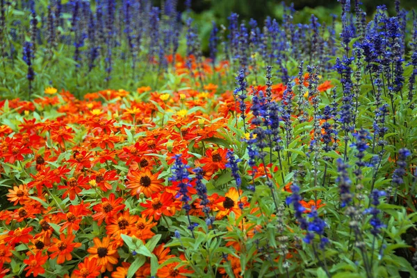 Field Wild Colorful Flowers — Stock Photo, Image