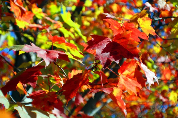 Folhas Outono Coloridas Floresta — Fotografia de Stock