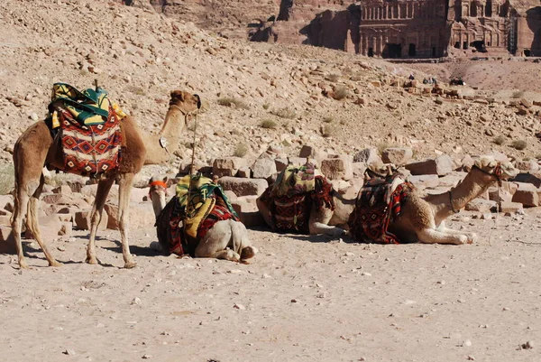 Deve Yaklaş Camelus Dromedarius Orta Doğu Kullanılan Hörgüçlü Bir Deve — Stok fotoğraf