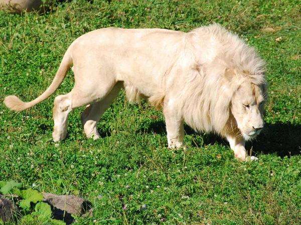 Der Weiße Löwe Ist Eine Seltene Farbmutation Des Löwen Bis — Stockfoto