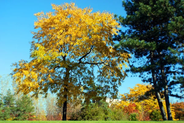 Jean Drapeau autumn park in Canada