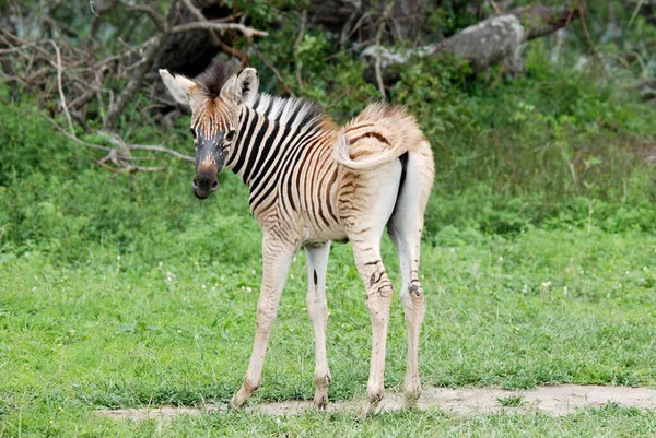 Zebra Hluhluwe Imfolosi Park Dél Afrika — Stock Fotó