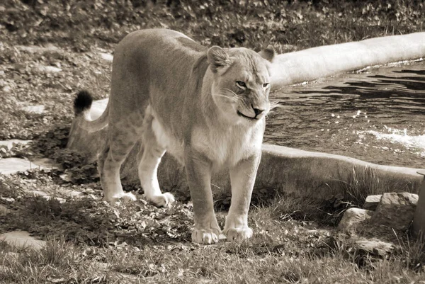 Lion Sauvage Dans Parc — Photo