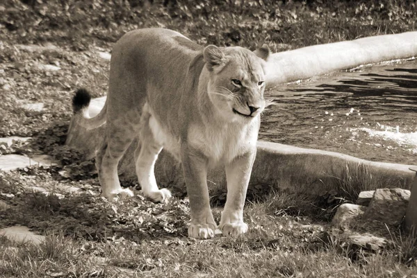 Parktaki Vahşi Aslan — Stok fotoğraf