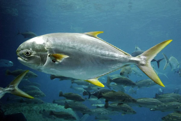 Pesci Che Nuotano Sott Acqua — Foto Stock