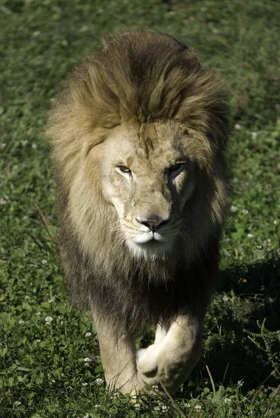 León Uno Los Cuatro Grandes Felinos Del Género Panthera Miembro — Foto de Stock