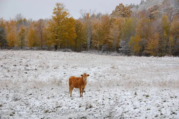 Ganado Limousin Una Raza Ganado Vacuno Altamente Musculoso Originario Las — Foto de Stock