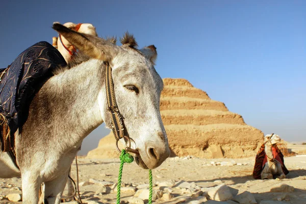 이집트 사막에서 당나귀를 키우다 — 스톡 사진