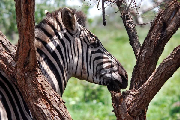 Zebra Національний Парк Серенгеті Танзанія Східна Африка — стокове фото