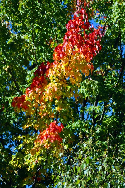 色彩鲜艳的秋叶在森林里 — 图库照片