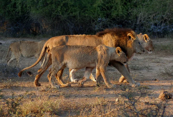クルーガー公園のライオンの家族南アフリカはアフリカで最大のゲーム埋蔵量の1つで 1926年に南アフリカ初の国立公園になりました — ストック写真