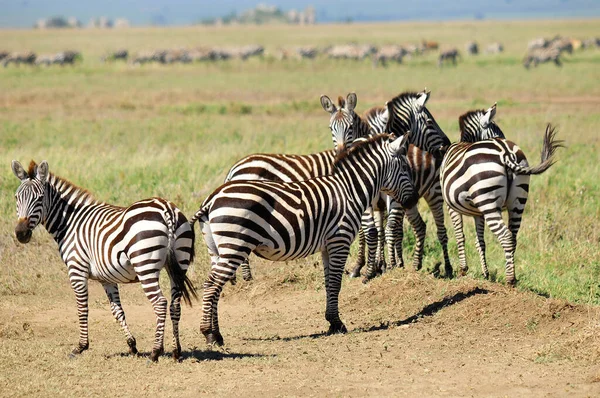 Zebras Serengeti Tanzánia Serengeti Otthont Világ Legnagyobb Emlős Vándorlásának Ami — Stock Fotó