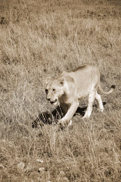 ライオンはパンテラ属の4匹の大きな猫のうちの1匹であり フェレイデス科の一員である 体重が250Kgを超える雄もおり 虎に次いで2番目に大きい — ストック写真