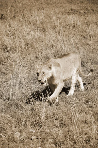 León Uno Los Grandes Felinos Del Género Panthera Miembro Familia —  Fotos de Stock