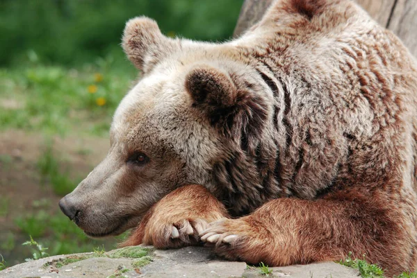 Grizzly Medve Ismert Mint Ezüst Hegyű Medve Grizzly Vagy Észak — Stock Fotó