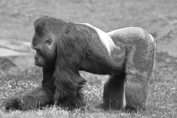ゴリラは現存する霊長類の中で最大の種である 主にアフリカ中央部の森林に生息する草食性の類人猿です — ストック写真