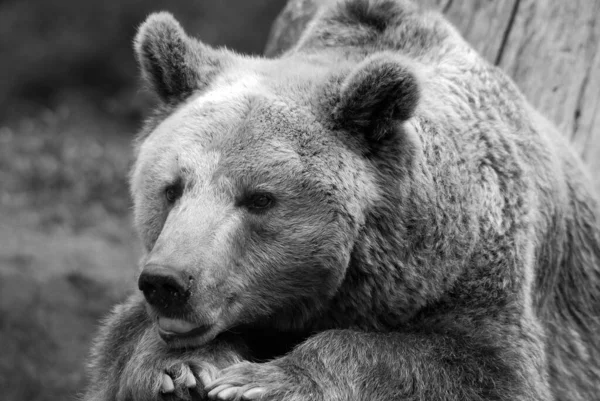 Medvěd Grizzly Také Známý Jako Medvěd Stříbrný Medvěd Grizzly Nebo — Stock fotografie