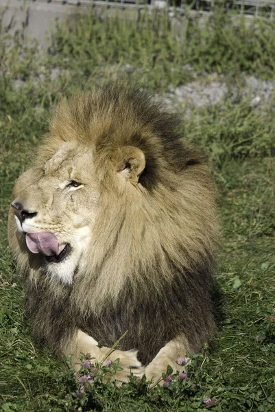 León Uno Los Cuatro Grandes Felinos Del Género Panthera Miembro — Foto de Stock