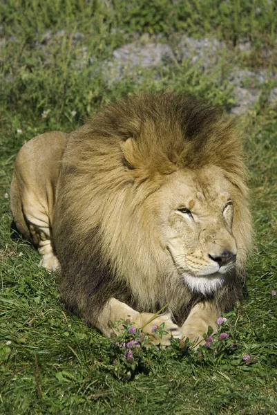 León Macho Altamente Distintivo León Macho Fácilmente Reconocido Por Melena — Foto de Stock