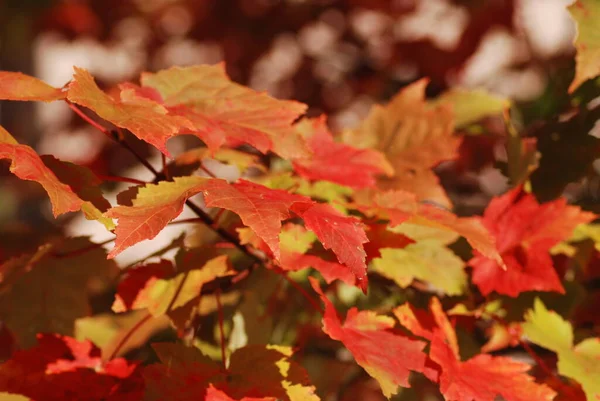 Herfst Noord Amerika Quebec Canada — Stockfoto