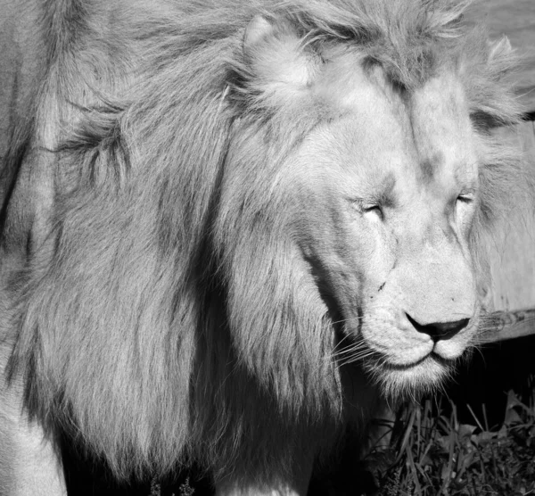 Lion Blanc Est Une Mutation Rare Couleur Lion Jusqu 2009 — Photo