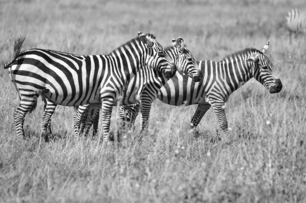 Зебрас Серени Танзания Серенгети Проходит Крупнейшая Миграция Млекопитающих Мире Которая — стоковое фото