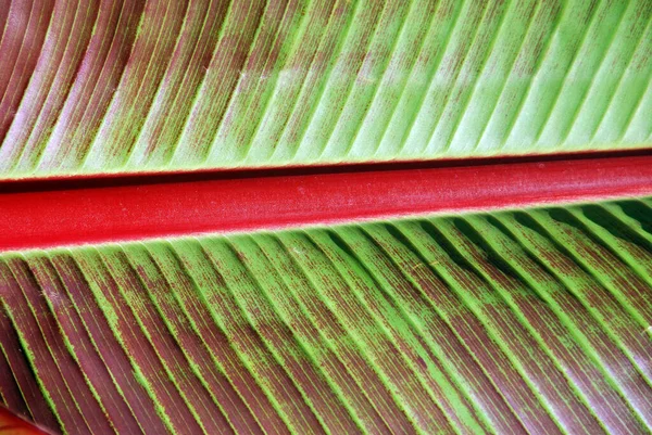 Close Banana Leaf Background — Stock Photo, Image