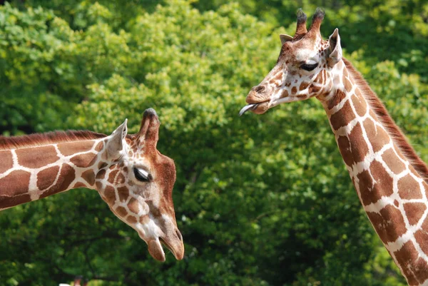 Giraffe Giraffa Camelopardalis Een Afrikaans Zoogdier Met Gelijke Tenen Het — Stockfoto