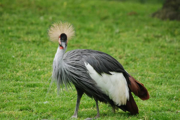 Серый Коронный Журавль Balearica Regulorum Птица Семейства Журавлей Gruidae Встречается — стоковое фото