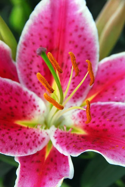 Lilium Est Genre Plantes Herbacées Poussant Partir Bulbes Plupart Des — Photo