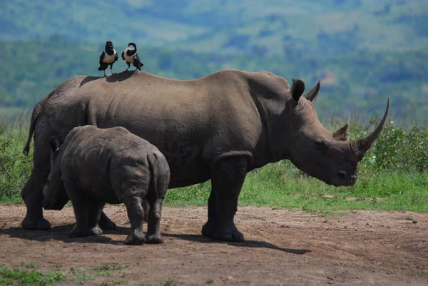 Anne Gergedan Hluhluwe Imfolosi Park Güney Afrika — Stok fotoğraf