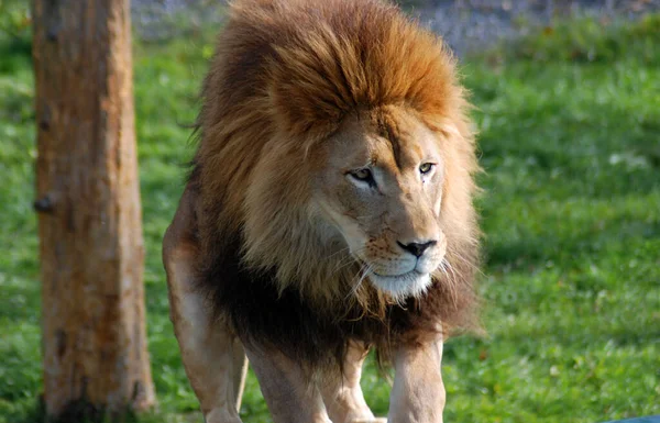 León Uno Los Cuatro Grandes Felinos Del Género Panthera Miembro —  Fotos de Stock