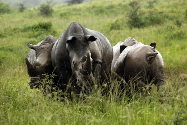 Rhinoceros Grupo Cinco Espécies Ungulados Família Rhinocerotidae Duas Destas Espécies — Fotografia de Stock